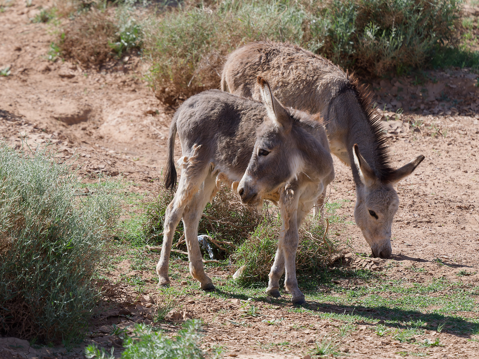 Equidae Family Species
