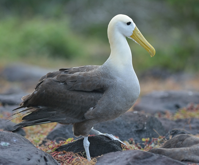 Tube noses - Waved Albatross