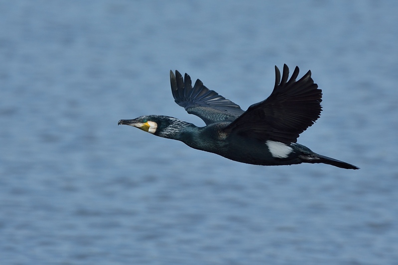 Fregatebirds, Gannets and Cormorants - Great Cormorant