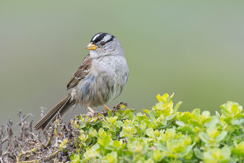 Perching birds - White-crowned Sparrow