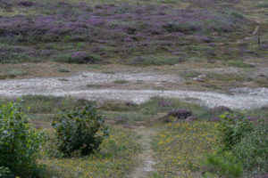 Bloeiende Heide op Vlieland