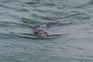 Zeehond